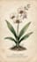 draw detailed vintage botanical watercolor illustrations