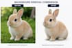 open a photo background removal service using ai