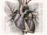 draw professional medical illustrations