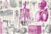 draw anatomy and medical vector illustration