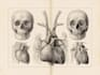create anatomy, medical, and scientific illustrations