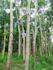 create natural tree video without using ai