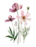 draw a botanical illustration