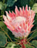 draw a botanical illustration
