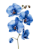 do a botanical illustration