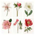 illustrate best botanical illustration