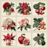 illustrate best botanical illustration