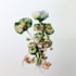 draw detailed botanical and plant illustrations