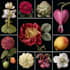 paint watercolor flowers and botanical illustrations