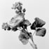 illustrate best botanical illustration