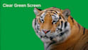 professionally remove green screen and edit your video