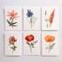 illustrate best botanical illustration
