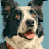 paint stunning pet portrait
