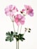 draw  a botanical illustration