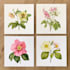 draw botanical illustration with hand drawn