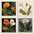 illustrate best botanical illustration