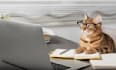 write, proofread, edit, fact correct spelling and grammar