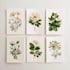 draw detailed botanical and plant illustrations