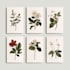 illustrate best botanical illustration