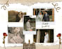 create beautiful wedding photo collage, anniversary  collage