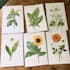 illustrate best botanical illustration
