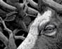 do linocut or woodcut illustrations