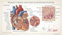 create anatomy, medical, and scientific illustrations