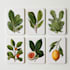 illustrate best botanical illustration