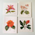 illustrate best botanical illustration