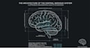 create clear brain and nervous system study guides