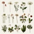 illustrate best botanical illustration