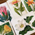 illustrate best botanical illustration