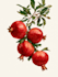 create botanical illustration of flower