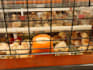 solve layer brooding problems, reduce mortality
