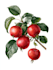 illustrate best botanical illustration