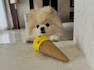 create ugc with pomeranian dog
