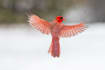 professionally edit your bird photography in lightroom