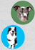 draw your pet, capturing its specific features