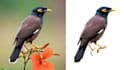 remove background from image professionally with transparent png