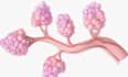 create 3d breast surgical procedure animation, plastic surgery mastopexy video