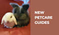 design a custom new pet care and behaviour guide