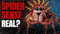 design dramatic animal and wildlife youtube thumbnails
