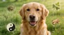 write engaging tcm pet health articles and blog posts