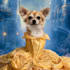 create amazing disney pet portrait