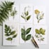 design botanical illustrations of flowers