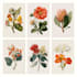 illustrate best botanical illustration
