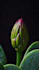 create 3d flower animation, 3d flower model, 3d plant design, 3d plant animation