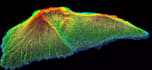 create high resolution terrain model, elevation map, land survey, 3d topography