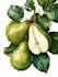 do botanical illustrations of flowers