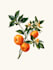 make botanical illustrations of flowers
